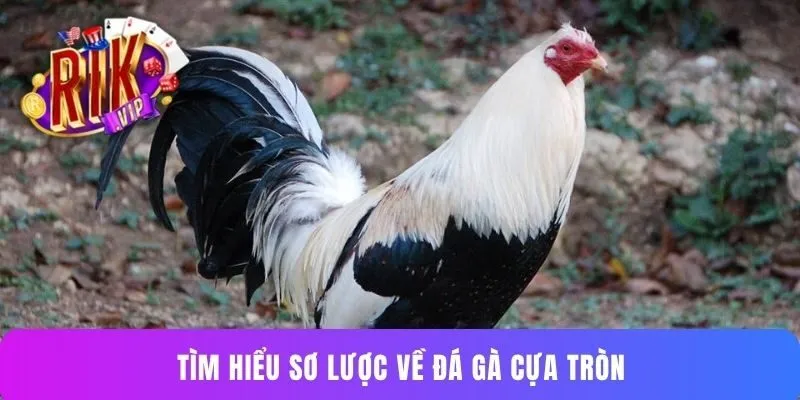 Tìm hiểu sơ lược về đá gà cựa tròn