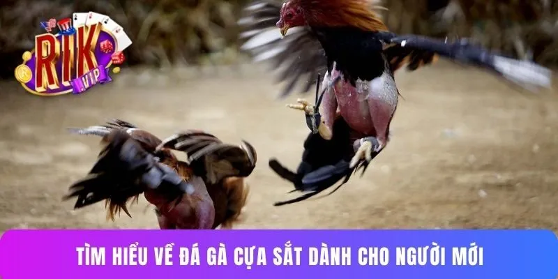 Tìm hiểu về đá gà cựa sắt dành cho người mới